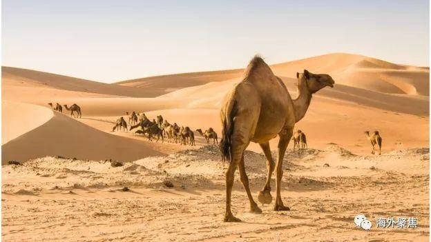沙子不够用了！沙漠中的阿联酋居然都要进口沙子！