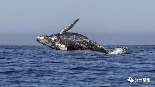 日本重启商业捕鲸，招致国际社会强烈反对