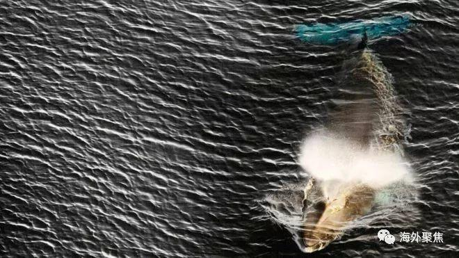 日本重启商业捕鲸，招致国际社会强烈反对